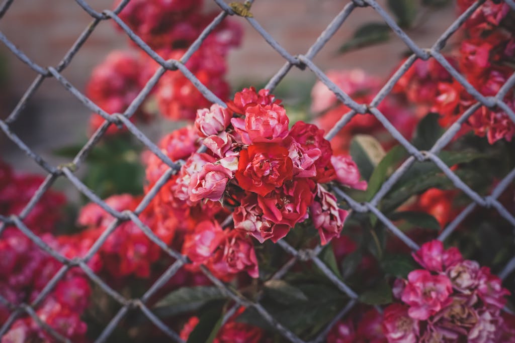 Red Flowering Bush Growing Behind a Chainlink Fence